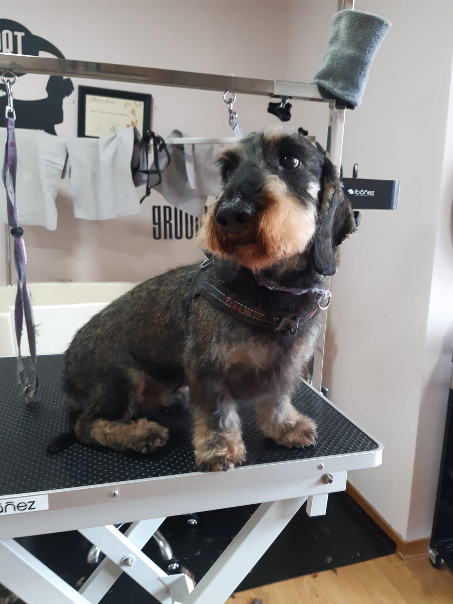 corte-perros-estetica-canina-aran blog peluquería canina consejos cuidado de perros en Vielha