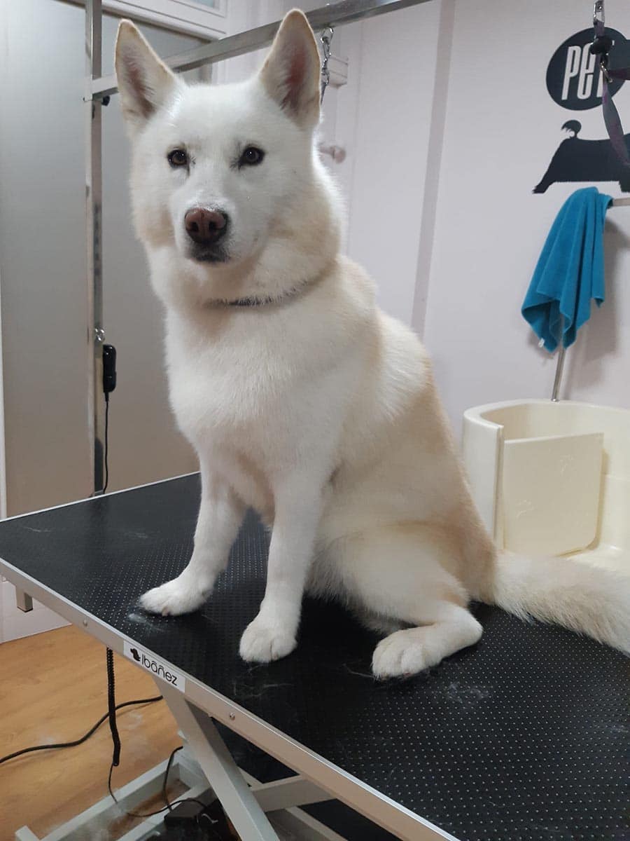 deslanado-peluqueria-arangua deslanado peluqueria arangua vielha